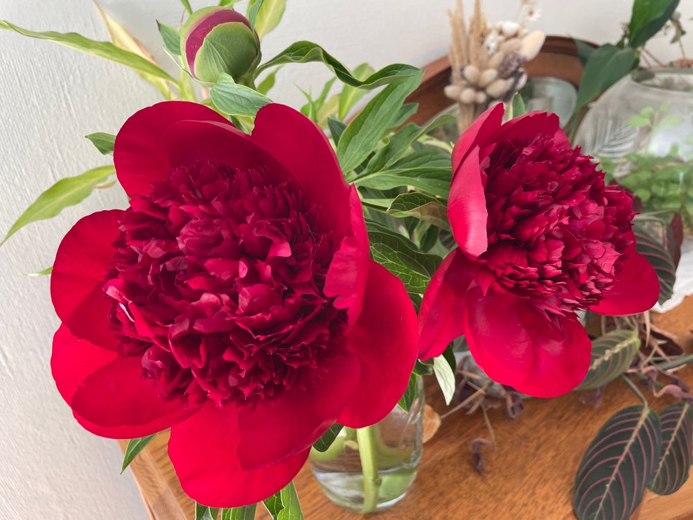 2 wide open deep ready peonies, with a bud waiting to open.