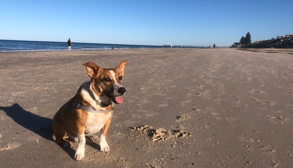 Dog on a beach