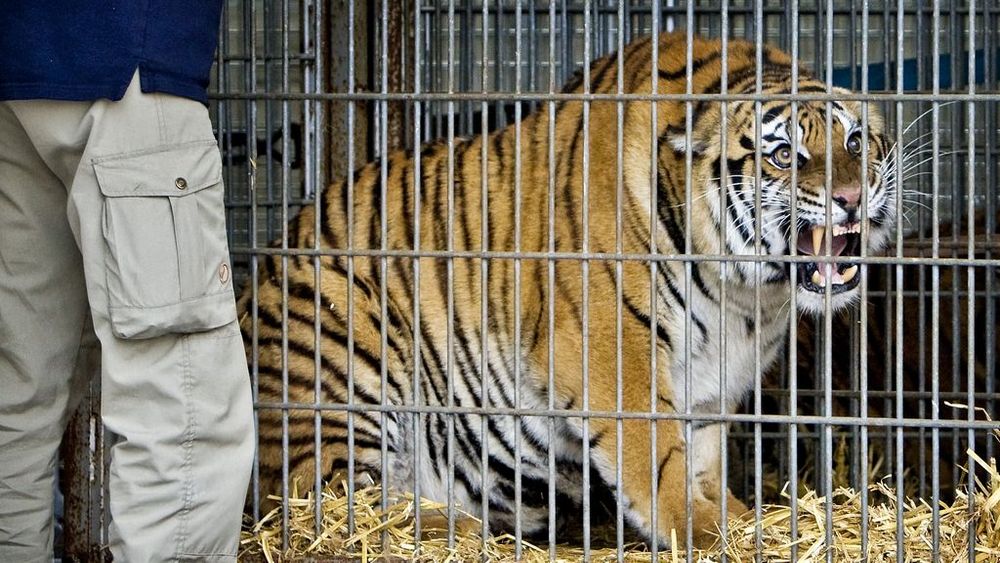 Tientallen tijgers in Vietnamese dierentuinen doodgegaan aan vogelgriep