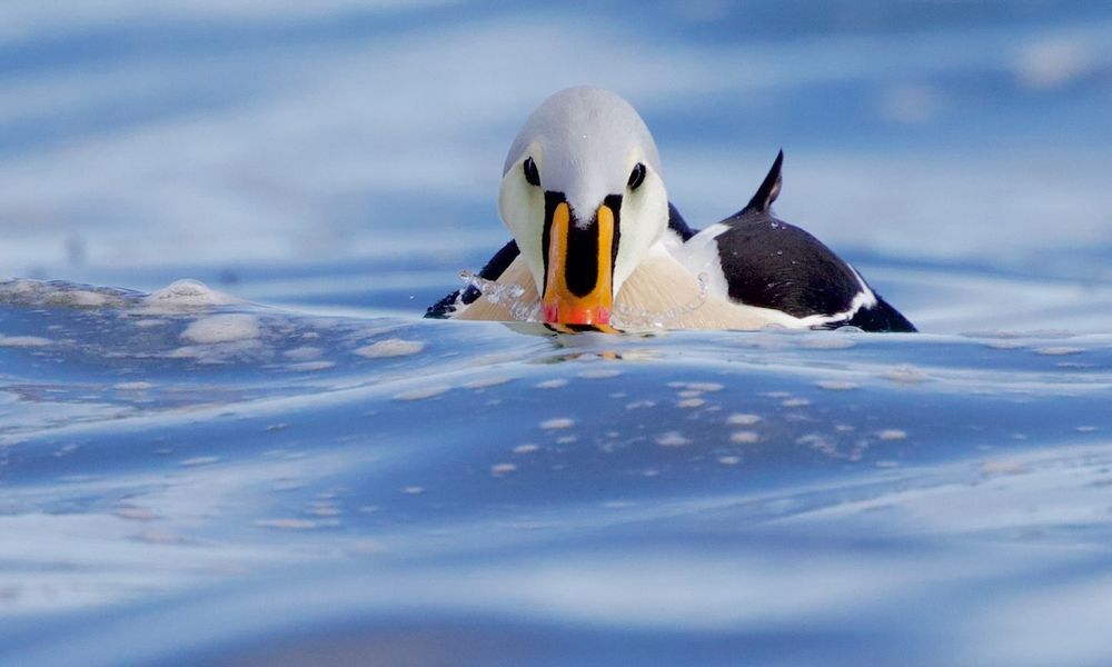 A drake King Eider on the sea, partially submerged with its head and bill facing the camera.