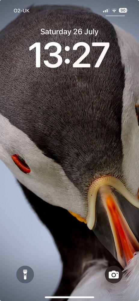 iPhone lockscreen image of a Puffin. 