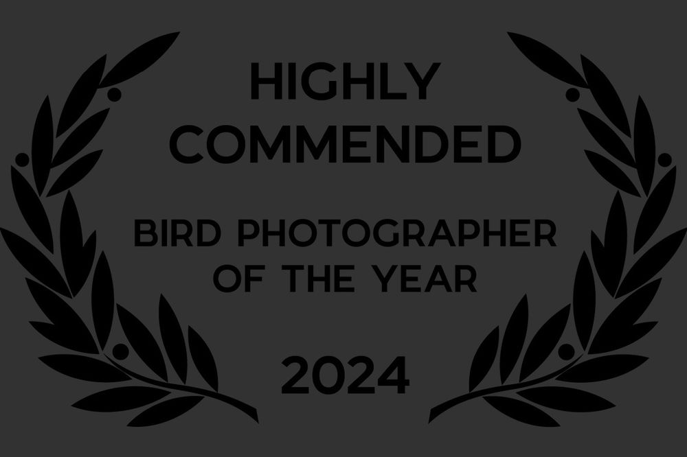  Bird Photographer of the Year Highly Commended plaque.