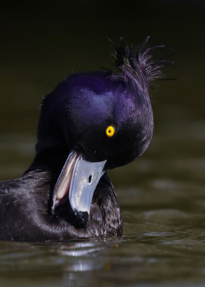 Headshot of a drake Tufted Duck preening its breast.