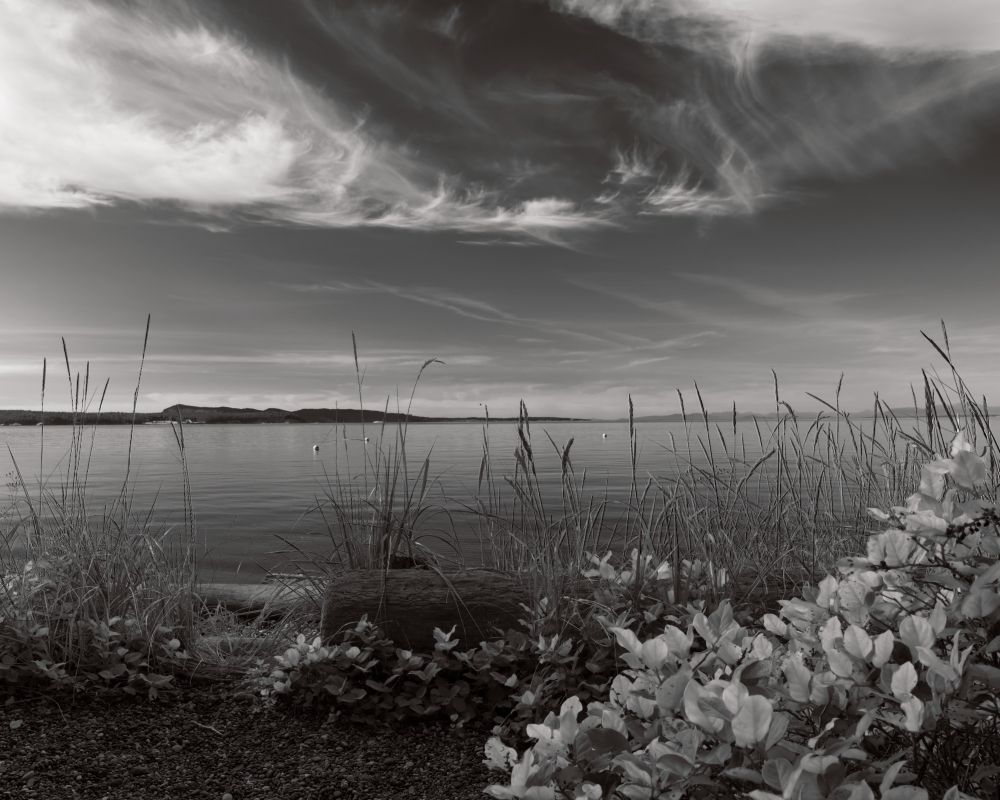 Black and white image looking from shore through beach grasses, salal, and a driftwood log at a harbor on Orcas Island. A distant shoreline is visible with a sky streaked with curving, wispy clouds.
