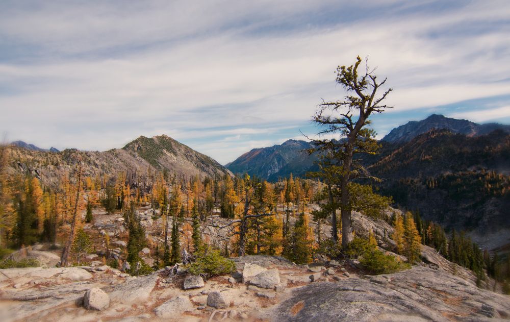 View looking down a valley in the Cascades with a large old tree in foreground with colorful Larches.  Rocky terrain leads into the picture with mountains in the background.  Clouds softly streak across the sky.