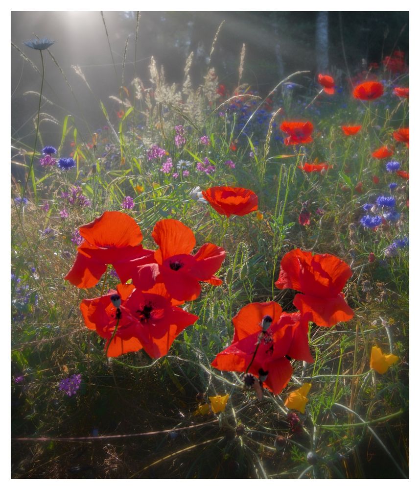 Brilliant red poppies in a meadow with other flowers light by morning, foggy sunlight