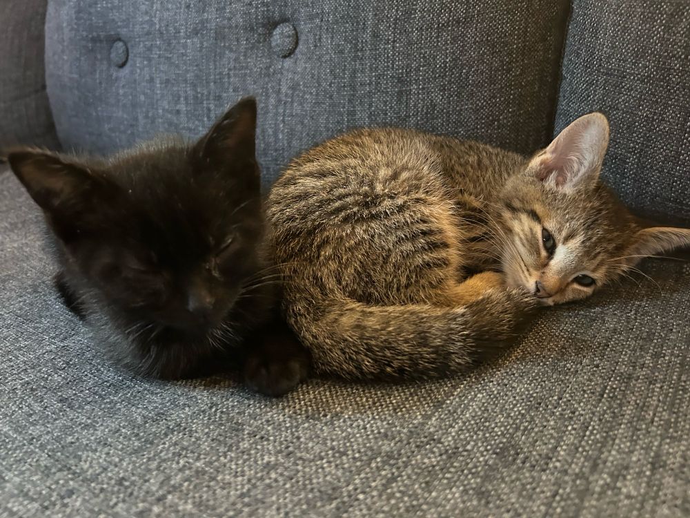 Two cats, one black one grey on a grey couch