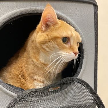 a very old orange cat who did not want to come out of her carrier. 