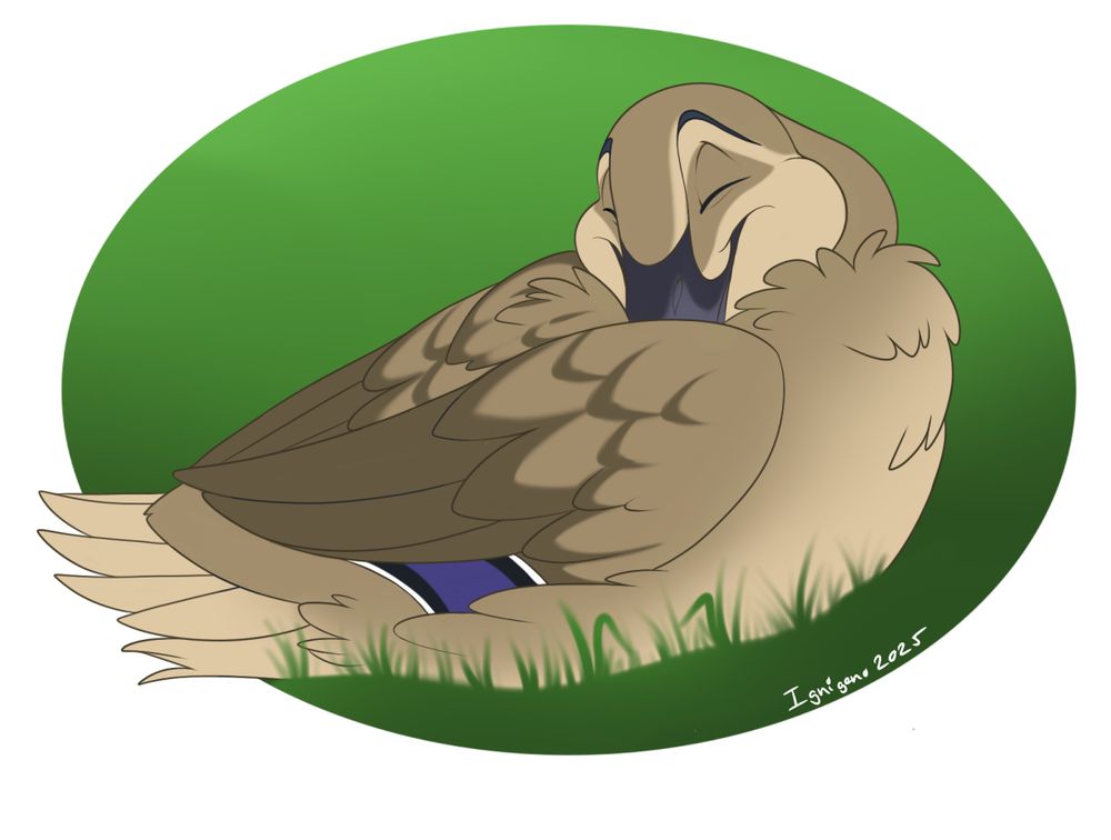 A cartoony illustration of a hawiian duck sleeping with its head tucked behind a wing.