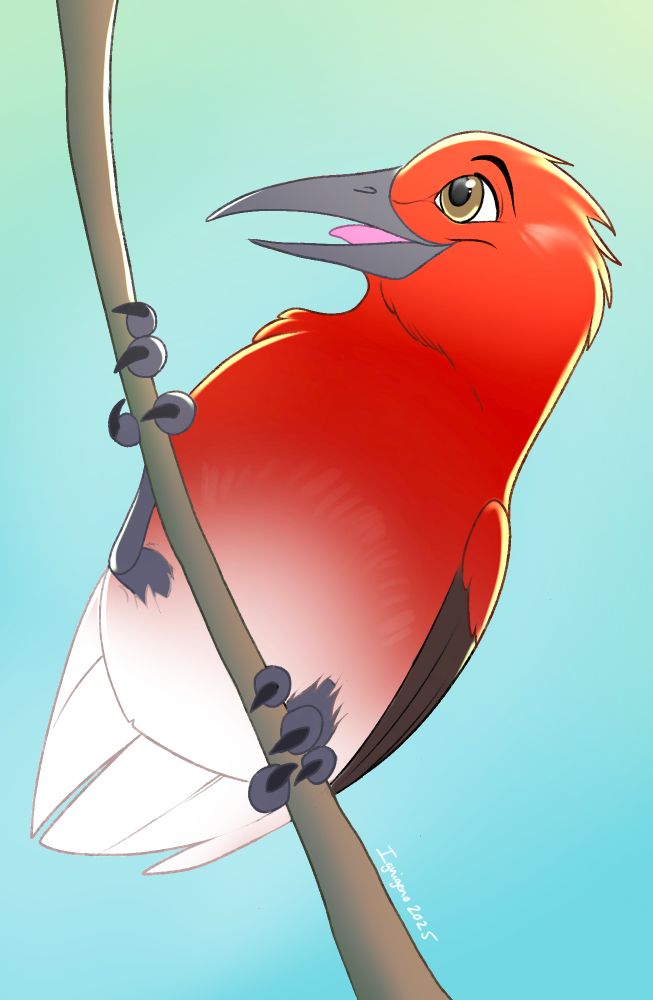 A cartoony illustration of an apapane. A red and white small bird clinging to a branch.