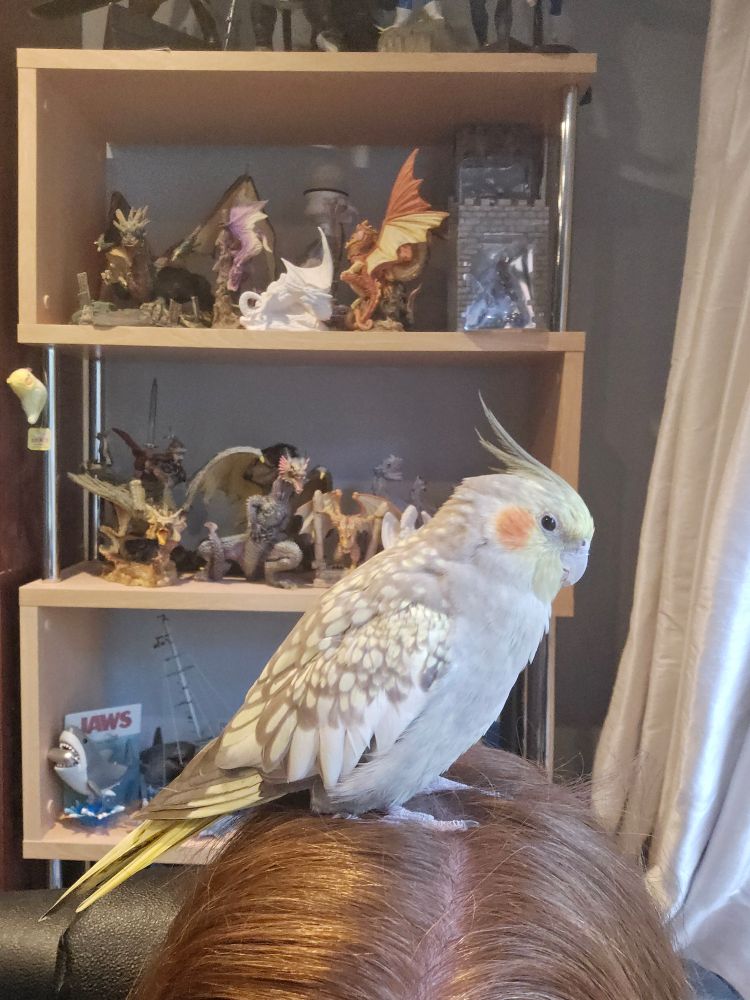 A cinnamon pearl cockatiel sitting on top of her long suffering but very loving owners head.