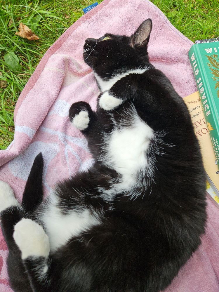 A little black and white tuxedo cat lying on her back, paws akimbo, on an old purple towel on some bright green grass.