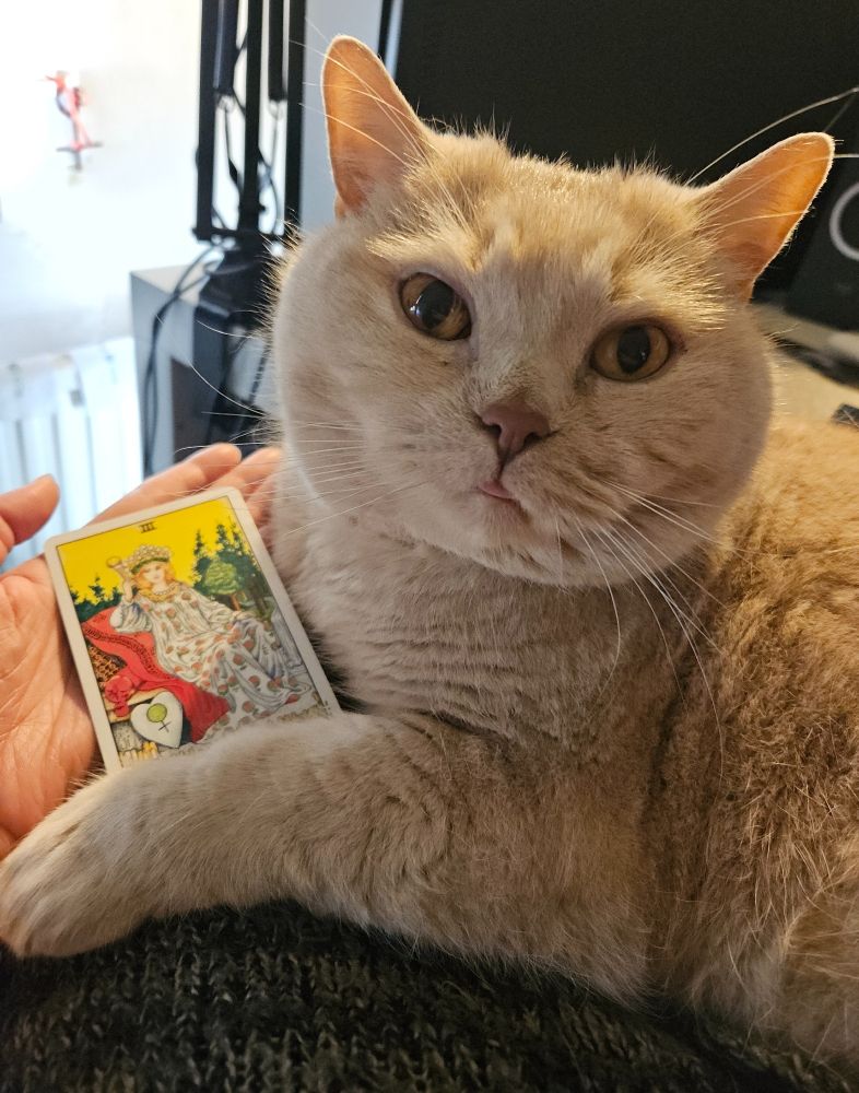 My cream British Shorthair cat Mori sitting on my lap with The Empress card from the Universal Waite tarot deck tucked between his forepaws (supported by my left hand). He is gazing into the camera and blepping, as is tradition.