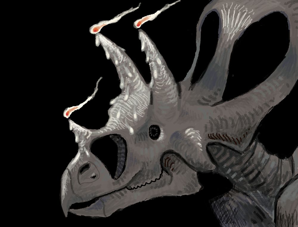 Skull of Torosaurus latus, the three horns serve as lit candles. 