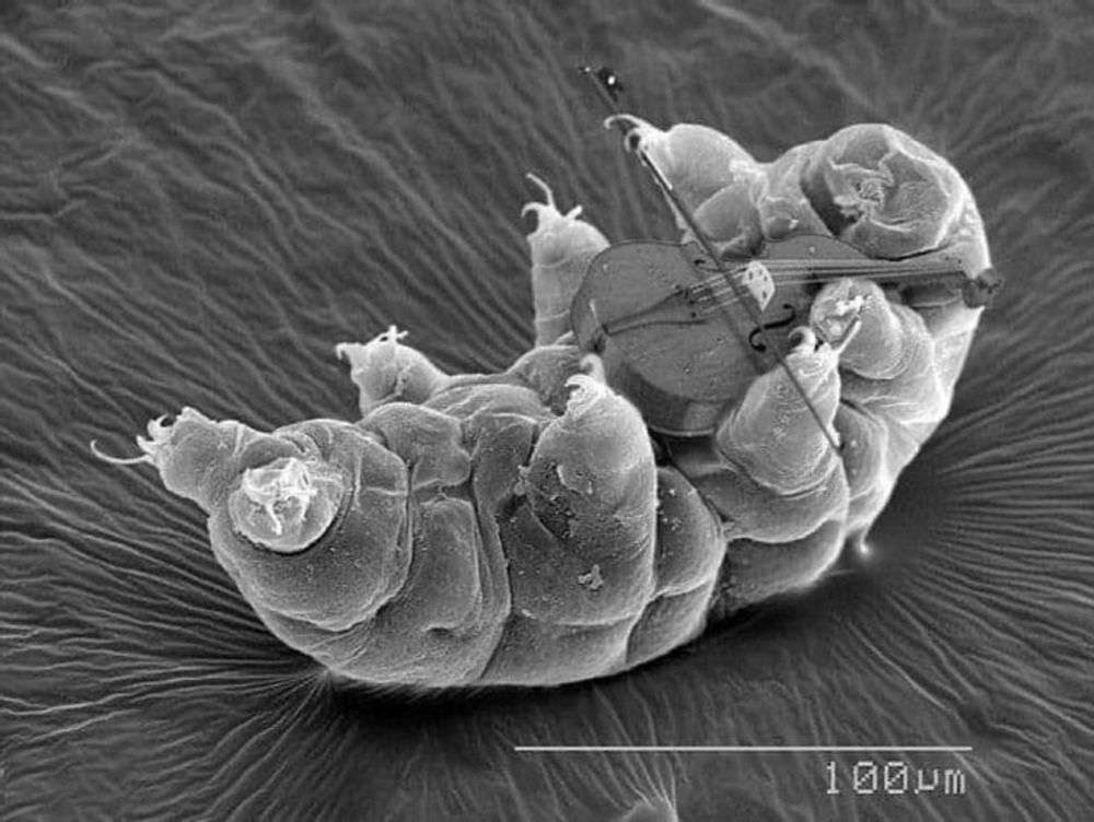 Only the humble tardigrade's hooked feet are fine enough to play the minuscule violin in recognition of this grave tragedy.