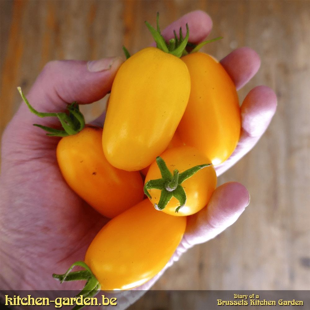 In Allan's hand are freshly picked Obereg tomatoes.