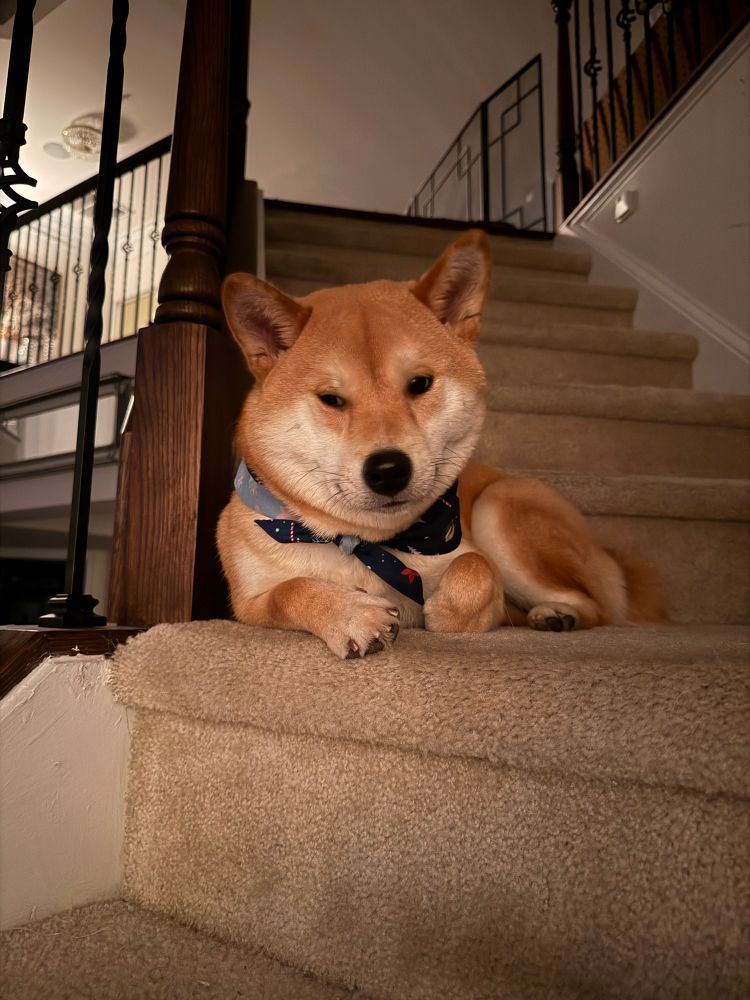 Shiba