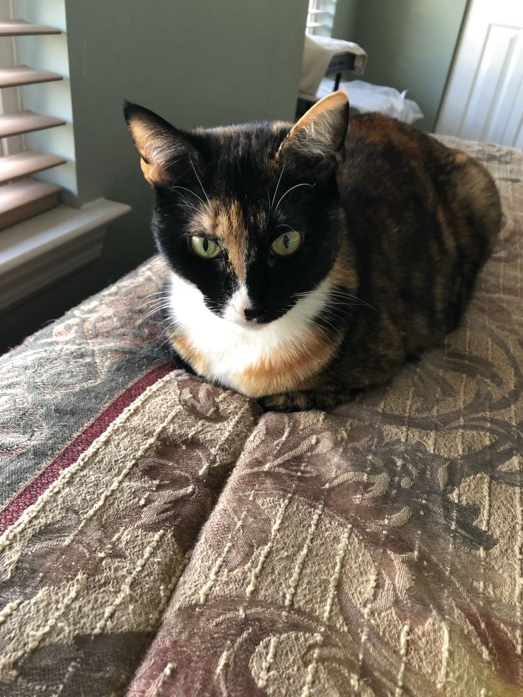 Tortico young adult rescued female cat sitting in a pretty cat loaf on a bed near a window. 