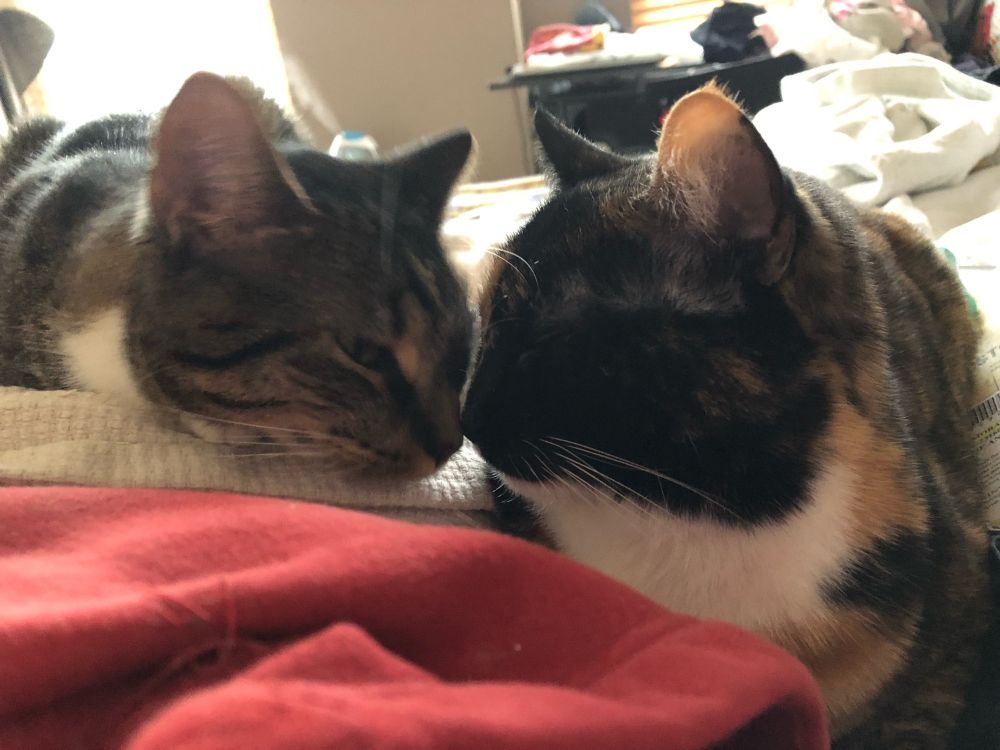 Brown year old tabby rescue and her three year old surrogate calico momma girl. Bonded pair!  