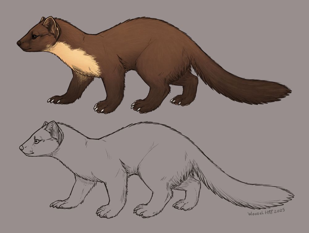 Eurasian pine marten study