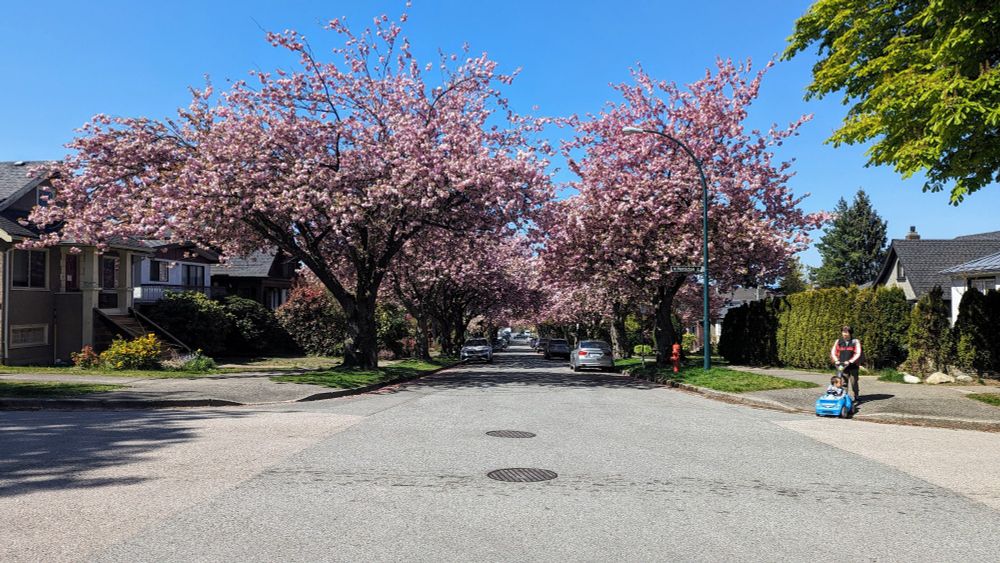 A street in spring, cherry blossoms in bloom. Vancouver.