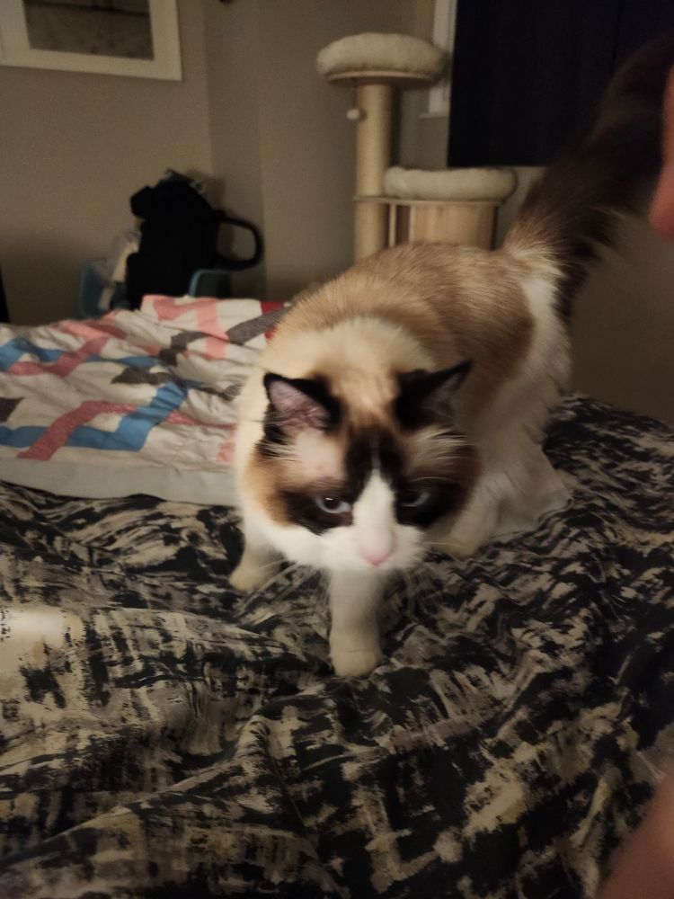 A ragdoll cat walking across bedding.