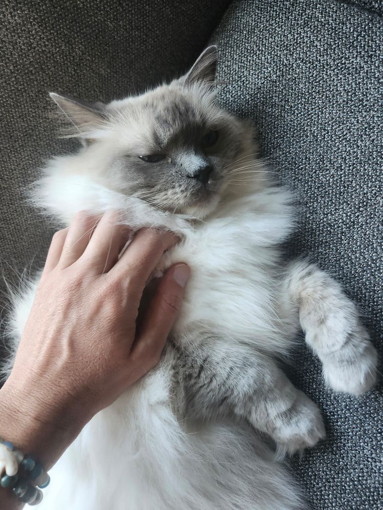 Petting a dozy ragdoll cat as it lays on a couch.