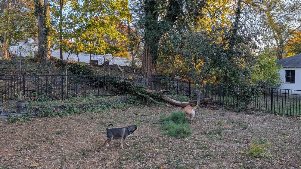 Down tree through fence in backyard with two dogs