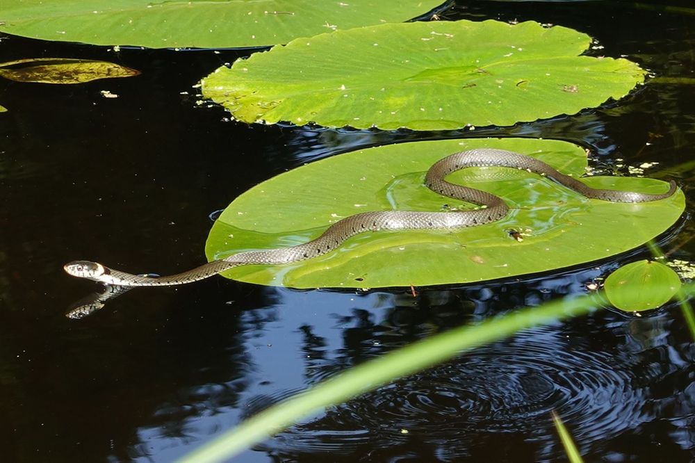 Another view of the barred grass snake sitting on a lily pad in the pond of our back garden. It now has its neck partially in the water.