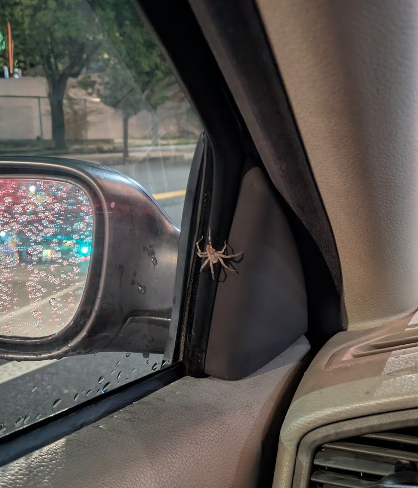 A very large (and very much alive) spider, with legs spanning well over an inch, stands on the gasket where the driver's side window meets the front of the door.