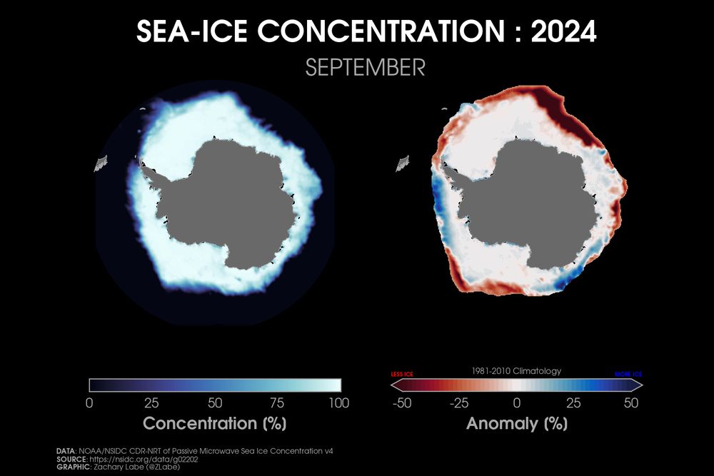 Two polar stereographic maps side-by-side showing Antarctic sea ice concentration and its anomalies relative to 1981-2010 for September 2024. Red shading is shown for less ice, and blue shading is shown for more ice. More areas are below average than above. Antarctica is masked out in grey shading.