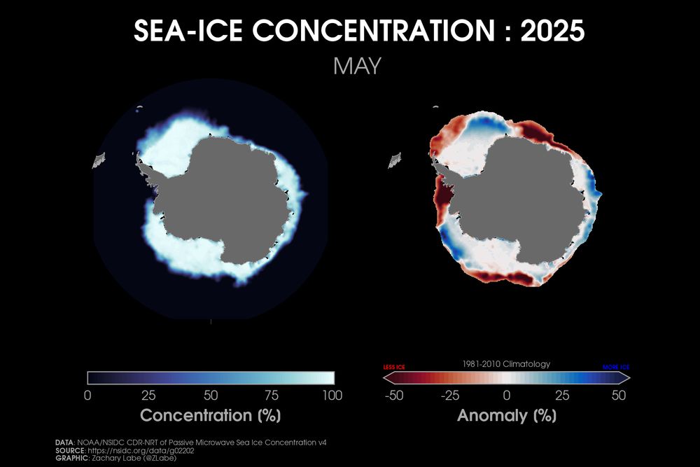 Two polar stereographic maps side-by-side showing Antarctic sea ice concentration and its anomalies relative to 1981-2010 for May 2025. Red shading is shown for less ice, and blue shading is shown for more ice. More areas are below average than above. Antarctica is masked out in grey shading.