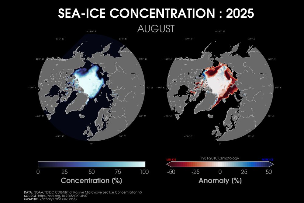 Two polar stereographic maps side-by-side showing Arctic sea ice concentration and its anomalies relative to 1981-2010 for August 2025. Red shading is shown for less ice, and blue shading is shown for more ice. Most areas are below average for sea ice concentration along the edge of the Arctic. Continents and land are masked out in a gray shading.