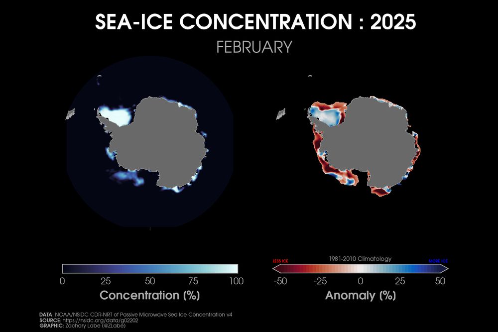 Two polar stereographic maps side-by-side showing Antarctic sea ice concentration and its anomalies relative to 1981-2010 for February 2025. Red shading is shown for less ice, and blue shading is shown for more ice. More areas are below average than above. Antarctica is masked out in grey shading.