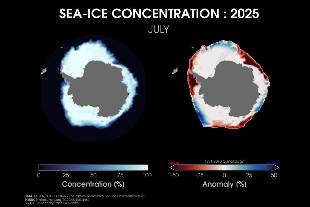 Two polar stereographic maps side-by-side showing Antarctic sea ice concentration and its anomalies relative to 1981-2010 for July 2025. Red shading is shown for less ice, and blue shading is shown for more ice. More areas are below average than above. Antarctica is masked out in grey shading.