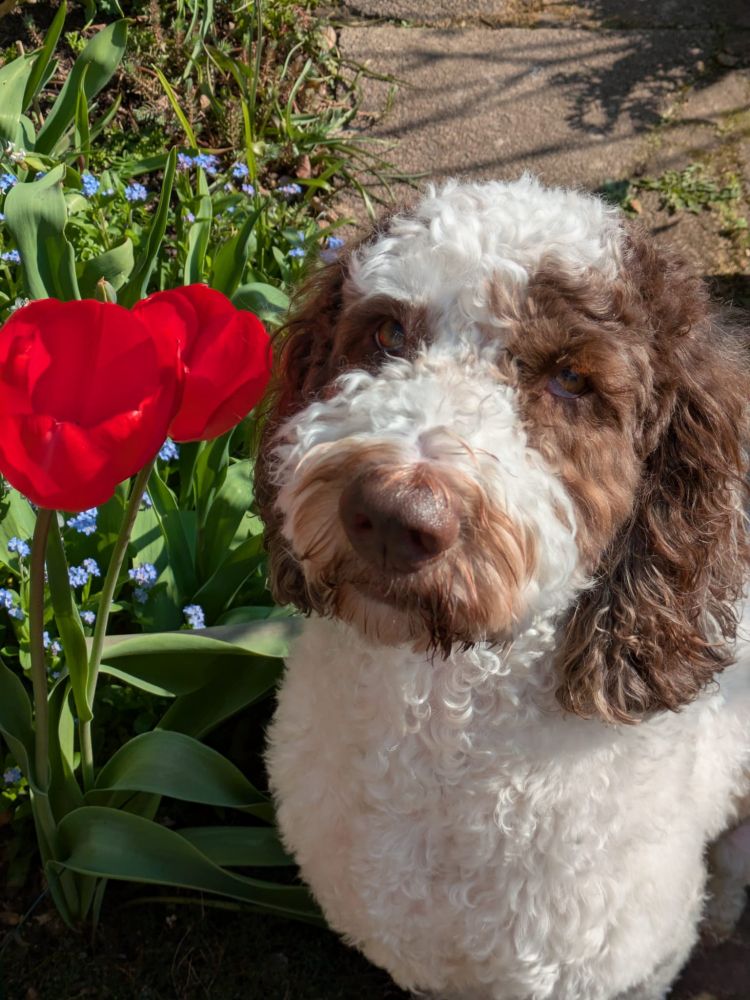BonLab's honorary member. 