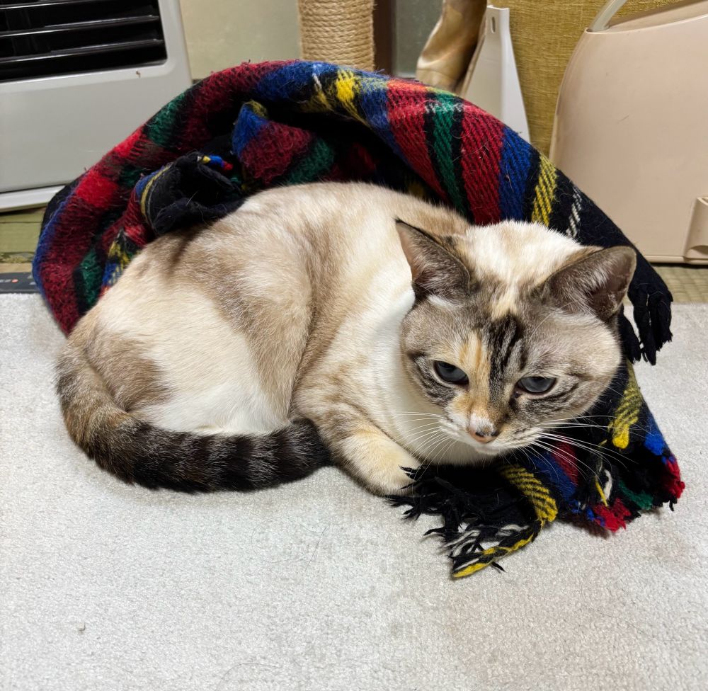 毛布にくるまる猫