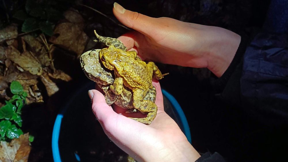 Small hands holding a female toad with a smaller male toad holding onto her on top prior to release toward the waters they spawn in.