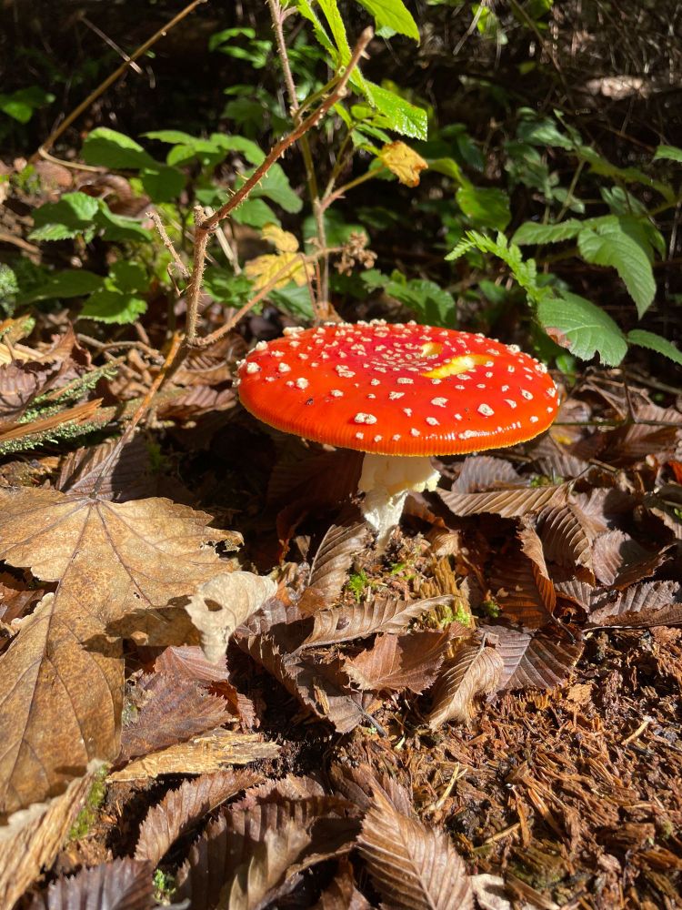 A red Amanita fruiting with leaf litter around