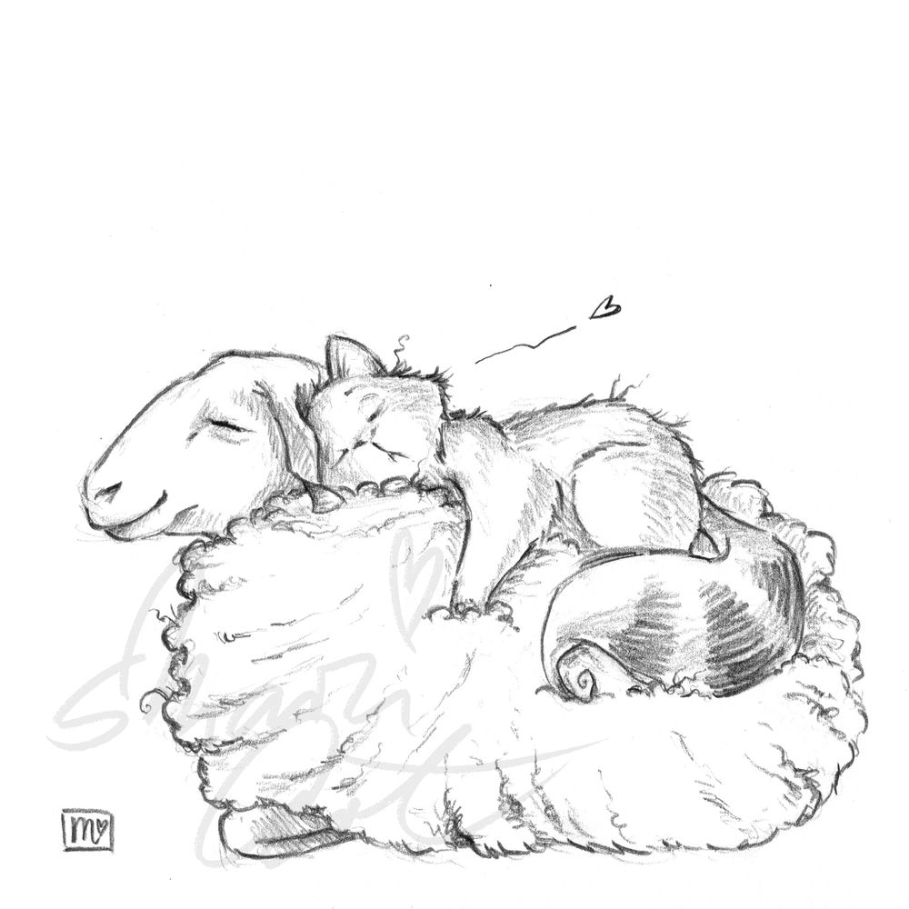 Bleistiftzeichnung. Ein Schaf schläft. Eine Katze hat sich auf seinen Rücken in die Wolle gekuschelt und schläft auch.