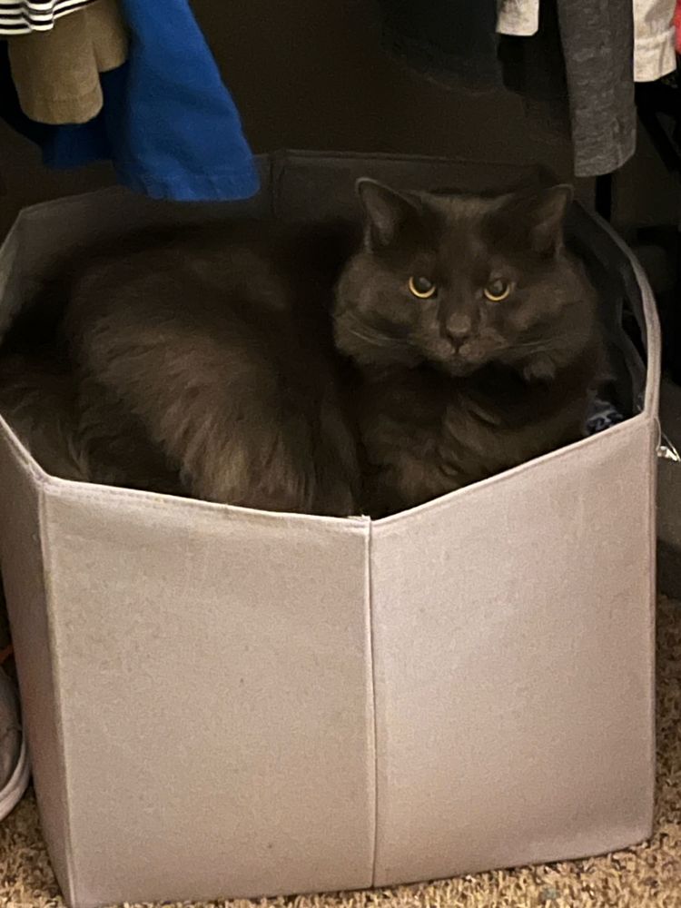 Andromache, a solid gray and very fluffy kitty, is curled up in a light gray fabric box staring g at the camera.