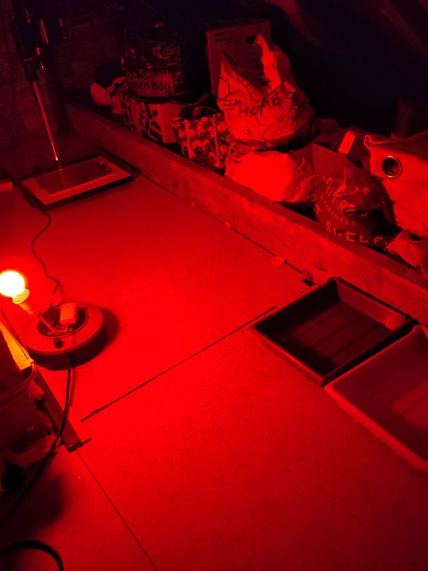 A dimly lit room illuminated by a red safelight, commonly used in darkroom photography. The room has trays on the floor for chemical processing, a red light bulb on a stand, and storage items like plastic bags and boxes along the side. There is a photo enlarger or stand in the upper left corner.
