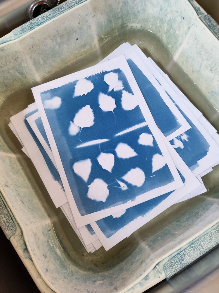 A stack of blue cyanotype prints featuring white leaf silhouettes soaking in a large plastic or ceramic tray filled with water. The prints show clear leaf outlines created through exposure to sunlight.