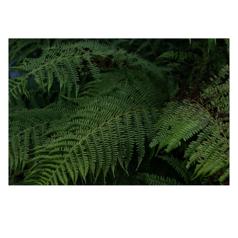Dense cluster of lush green fern fronds overlapping each other, with intricate leaf patterns and deep shadows.