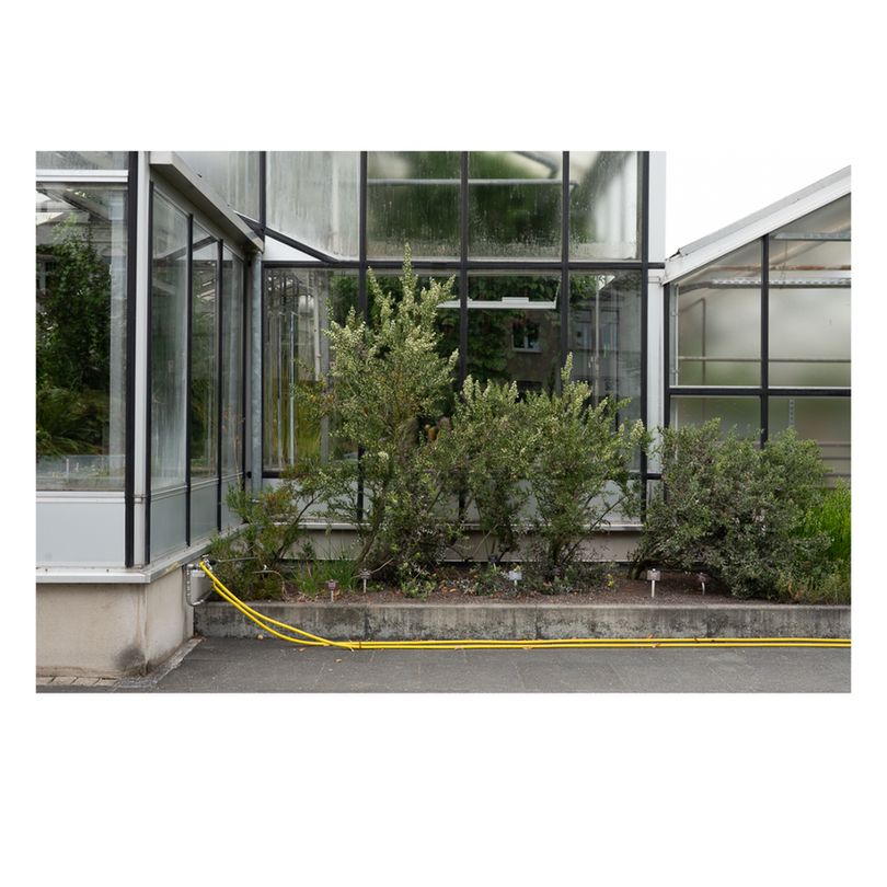 Section of a modern greenhouse with glass walls and a concrete base. In front, a raised garden bed holds medium-sized green shrubs, bordered by concrete. A yellow hose lies coiled near the base, suggesting active irrigation and plant care.