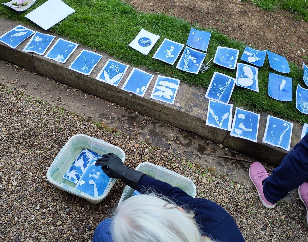 A person with light hair and a black glove is rinsing blue cyanotype prints in a plastic tub outdoors, on a gravel surface. Numerous cyanotype prints featuring botanical designs are laid out on the grass and pavement to dry, while another person in pink shoes stands nearby.