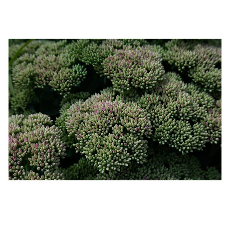 A close-up cluster of green and pink-tipped flower buds, tightly packed together, showing detail and texture of the plant.