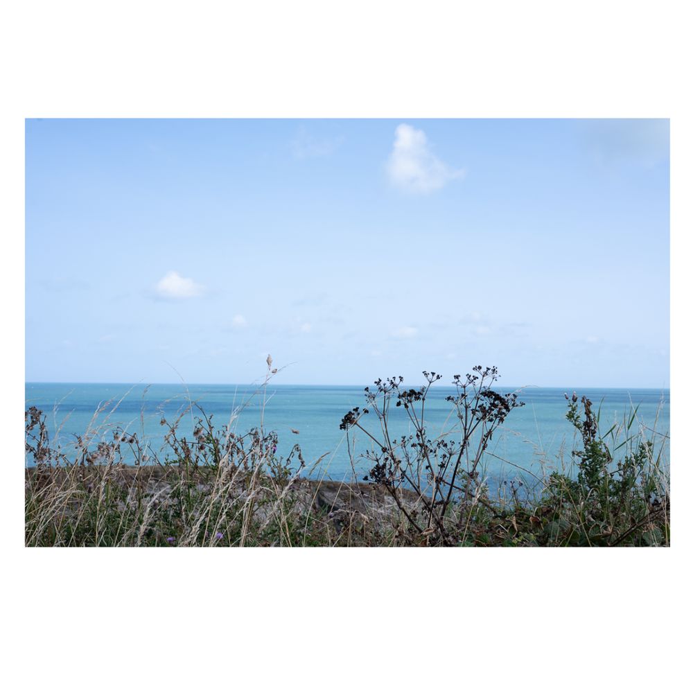 A scenic coastal view with a clear blue sky and calm ocean stretching to the horizon. In the foreground, wild grasses and plants with dried seed heads add texture and earthy tones, contrasting with the vibrant blue water.