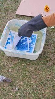 A gloved hand is seen handling photographic prints submerged in a shallow plastic tub filled with liquid, outdoors on the grass. Blue patterns are visible on the prints, and there are items such as a glove, a yellow flower, and cardboard sheets nearby.