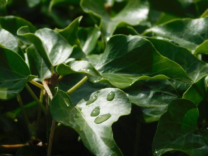 Close-up of shiny green ivy leaves with water droplets resting on the surface, captured in natural daylight.